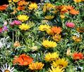 Gazania Rigens